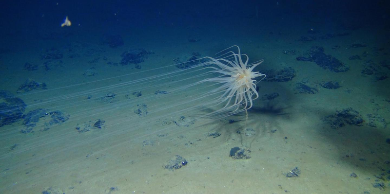 A brittle star seen in a field of manganese nodules. Image: Diva Amon and Craig Smith, University of Hawai’i at Mānoa